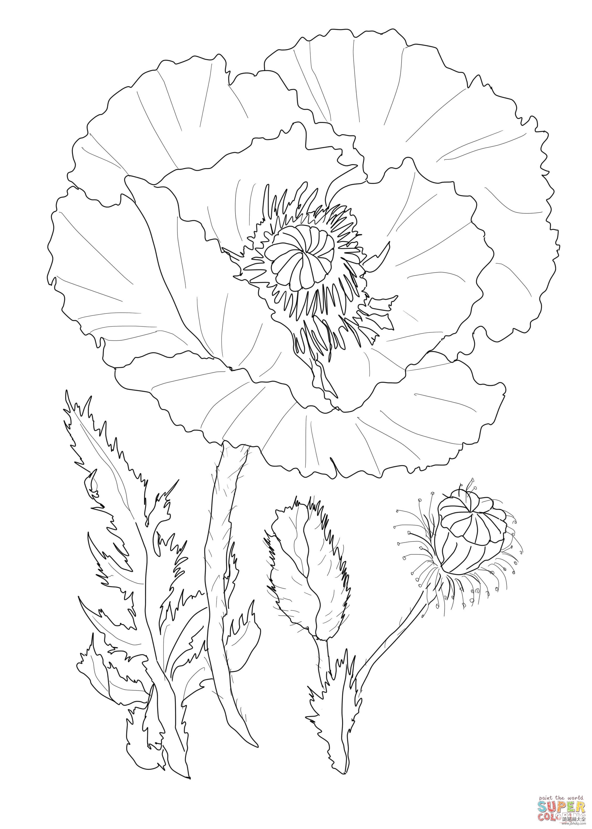 罂粟花的画法简笔画图片