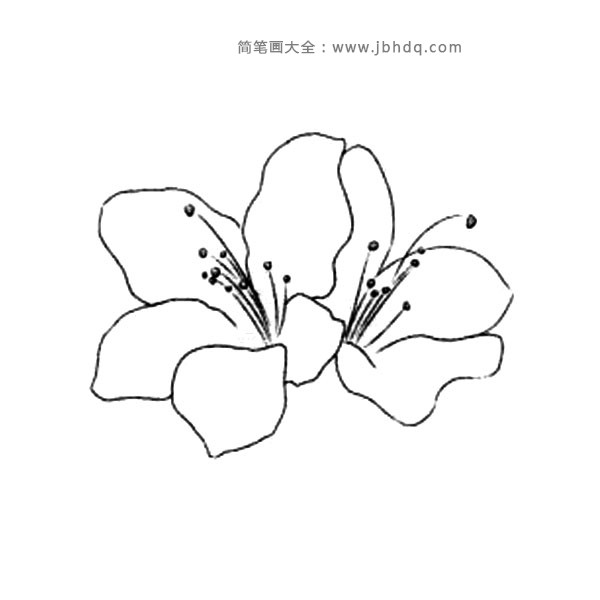 秋海棠简笔画图片图片
