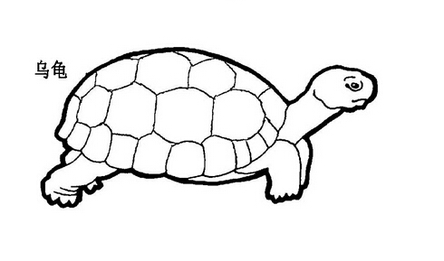 小乌龟怎么画 线描图片