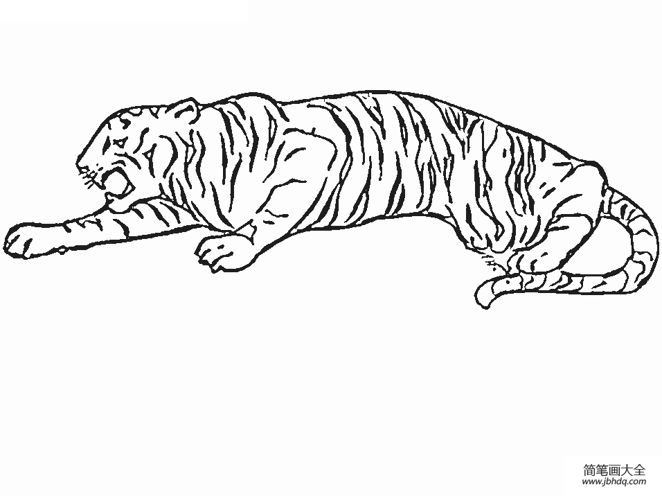 老虎趴着的简笔画图片