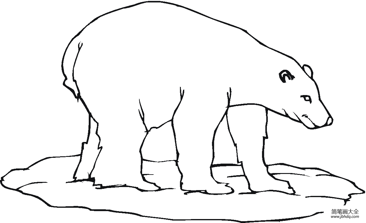 简单北极熊的画法图片
