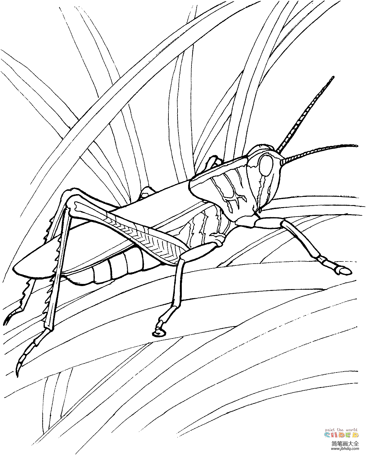 蚂蚱简笔画法图片