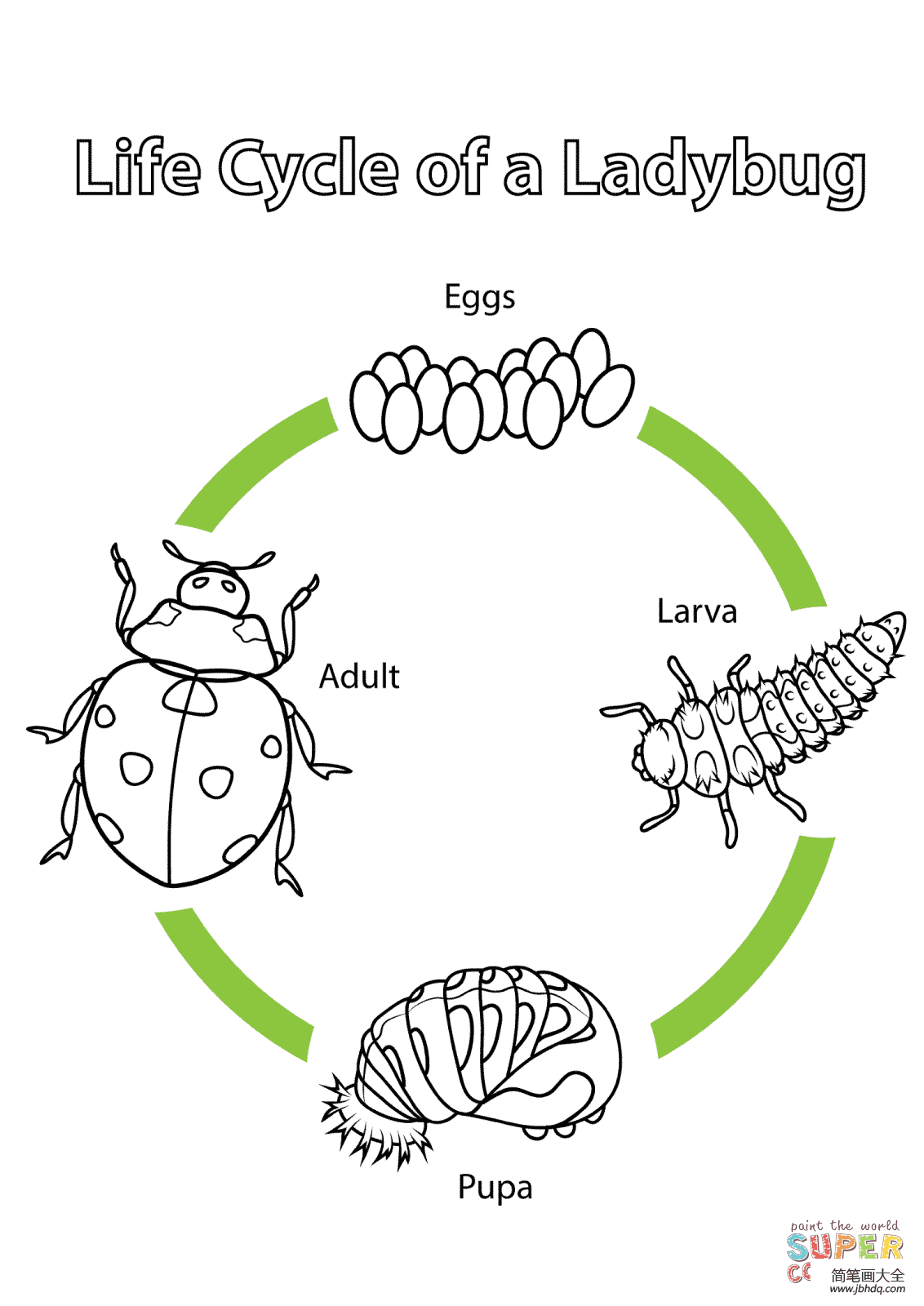 瓢虫成长过程简易图图片