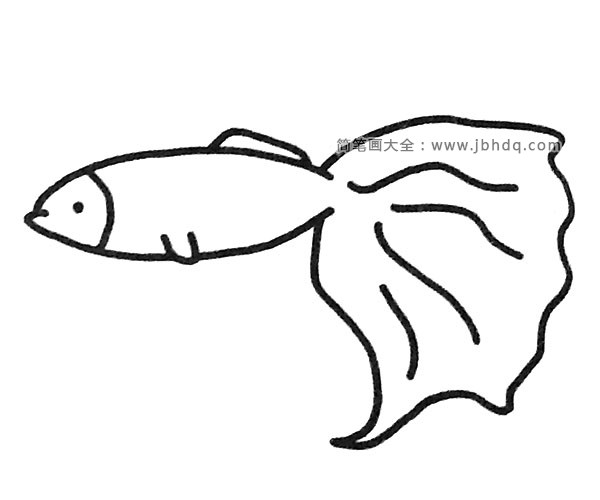 凤尾龙睛鱼简笔画图片
