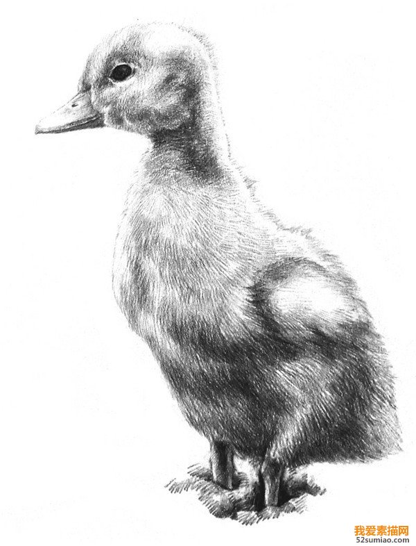 素描动物入门:素描小鸭子的绘画步骤