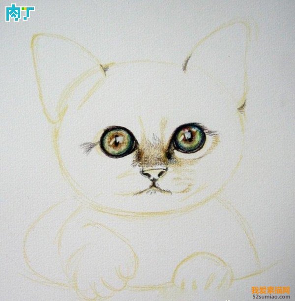 先从眼睛开始画起用彩色铅笔画猫咪的教程第(1)步:打草稿猫的手绘方法