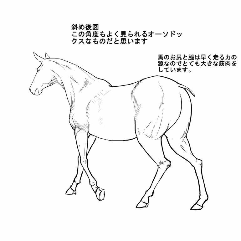 马的身体画法技巧