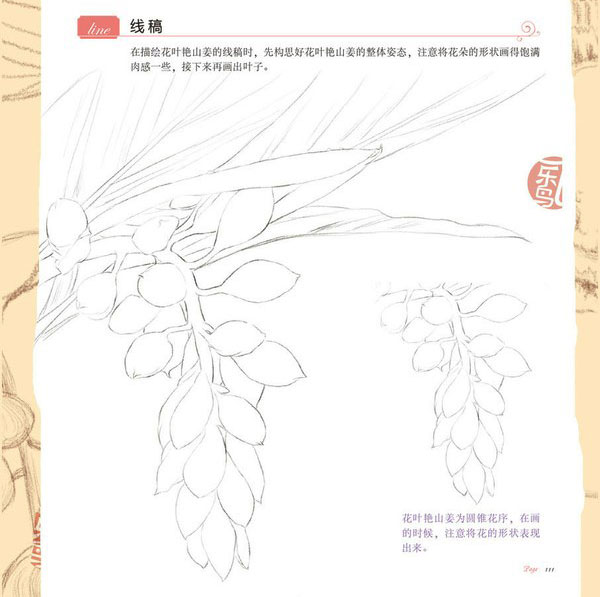 艳山姜手绘图片