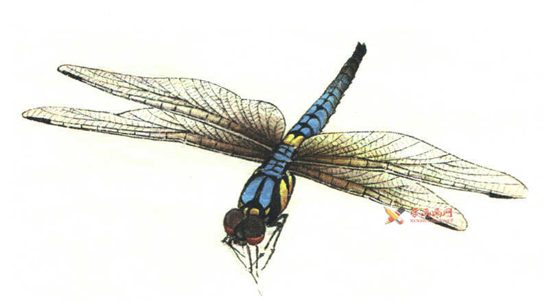 工笔蜻蜓染色步骤图片