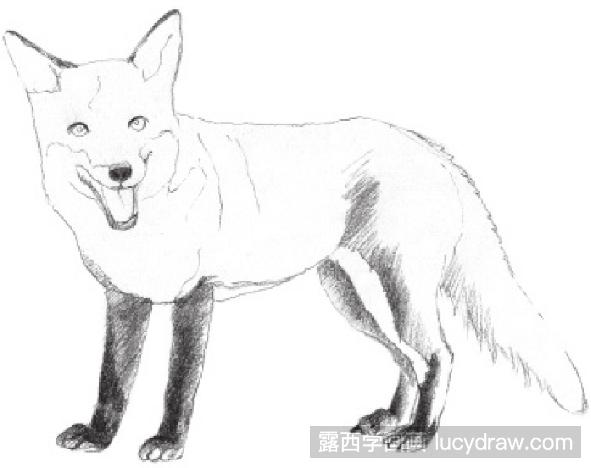 素描画狐狸
