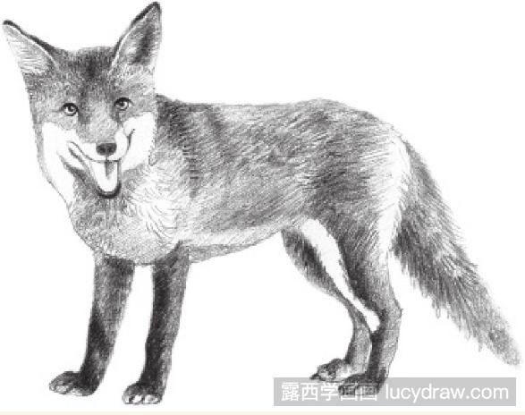 狐狸的画法 铅笔画图片