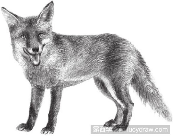 素描画狐狸