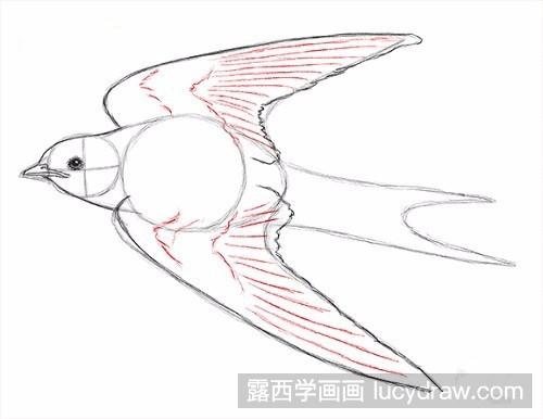 在燕子的尾巴内画几条线,以表示鸟羽的细节